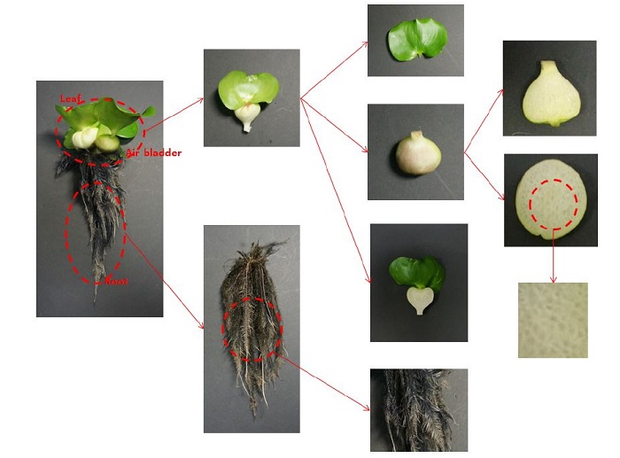 Characterization of Water Hyacinth (Eichhornia crassipes) Biomass and ...